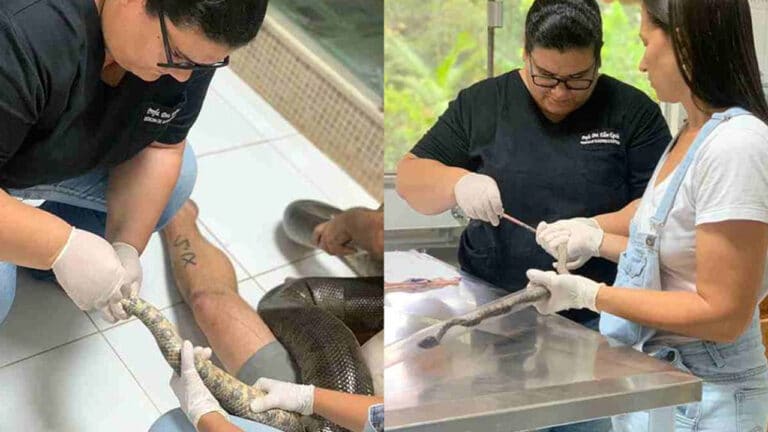 Montagem com imagens de uma sucuri (à esquerda) e jararaca passando por exames em laboratório