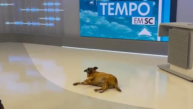 Imagem com foto da mascote Brenda no estúdio do Jornal do Almoço, da NSC TV