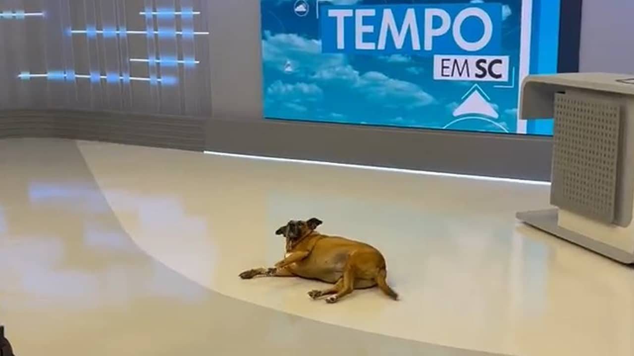 Imagem com foto da mascote Brenda no estúdio do Jornal do Almoço, da NSC TV