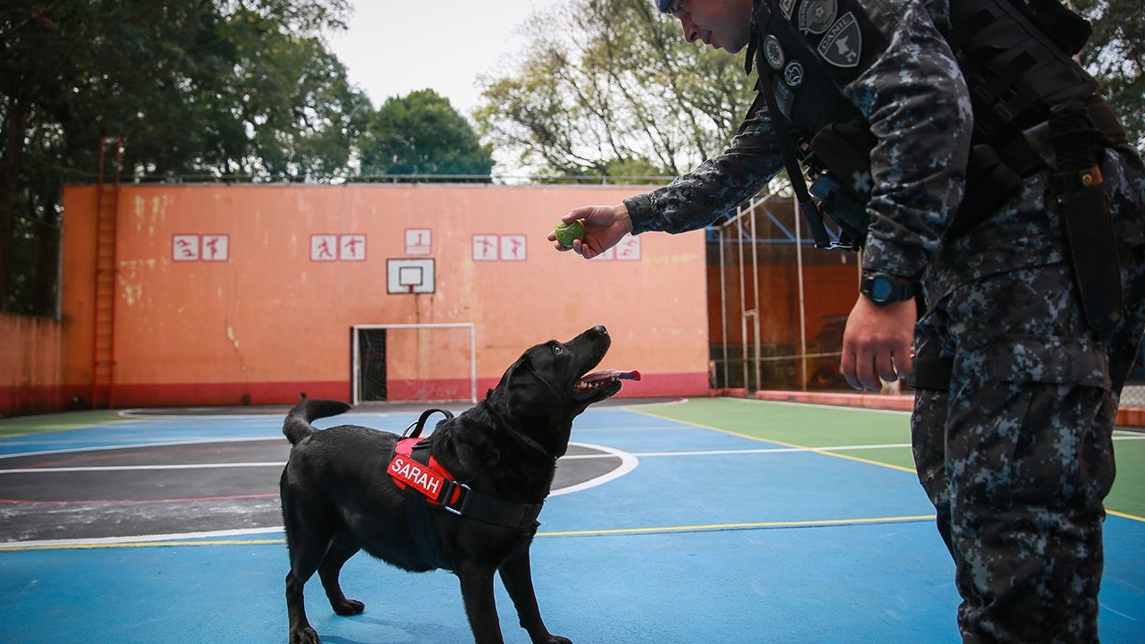 Cadela Sarah, que atuou nas buscas em Brumadinho, se aposentou após cinco anos de trabalho no Corpo de Bombeiros de São Paulo (foto: Divulgação)