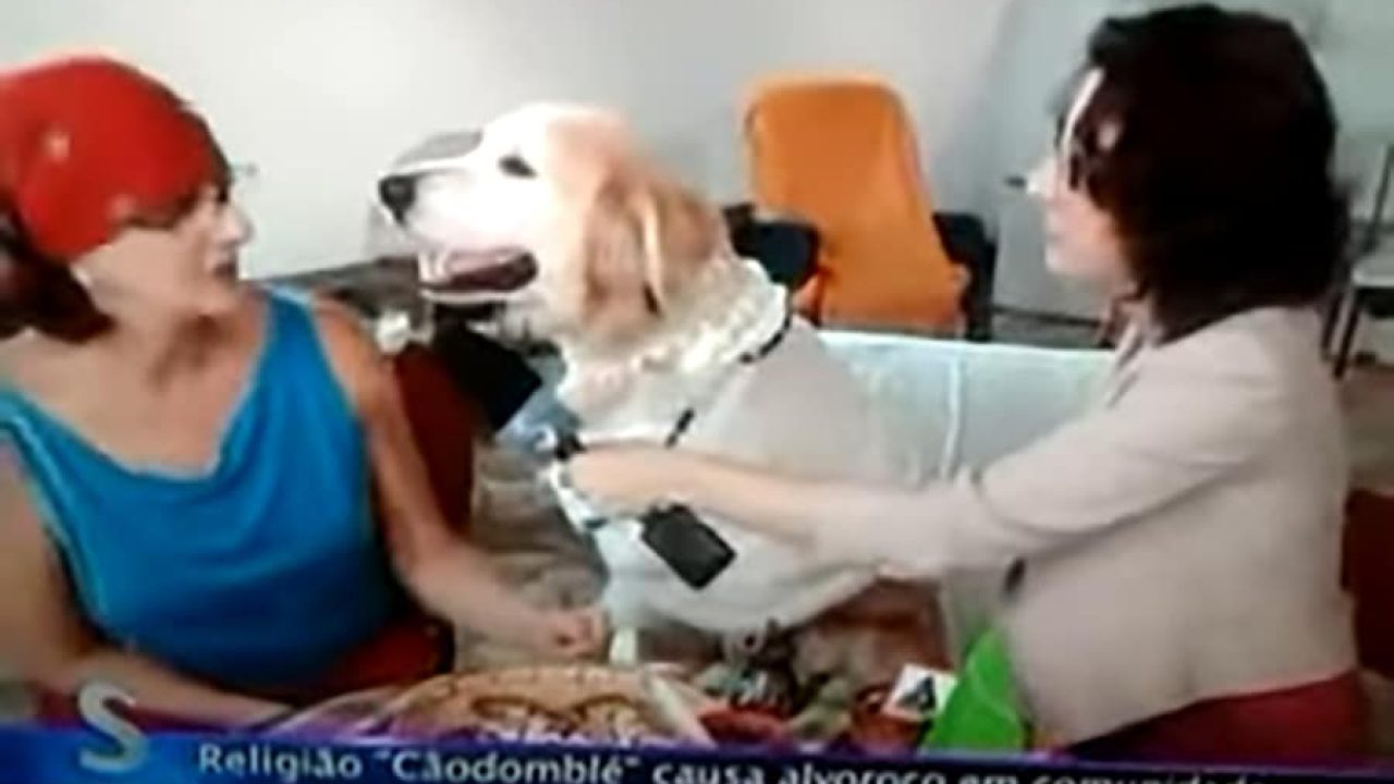 Imagem com foto do cachorro no programa Sensacionalista