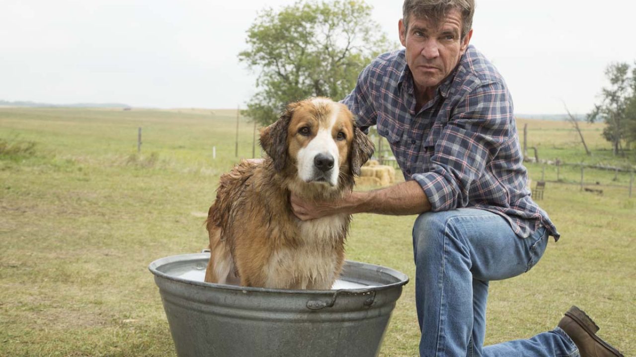 Cena do filme Quatro Vidas de Um Cachorro, da Sessão da Tarde