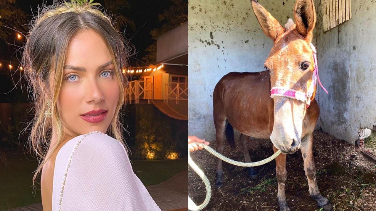 O burro Einstein é o mais novo integrante da família de Giovanna Ewbank (foto: Reprodução)